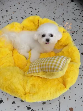 Nệm Tròn Cho Chó Mèo