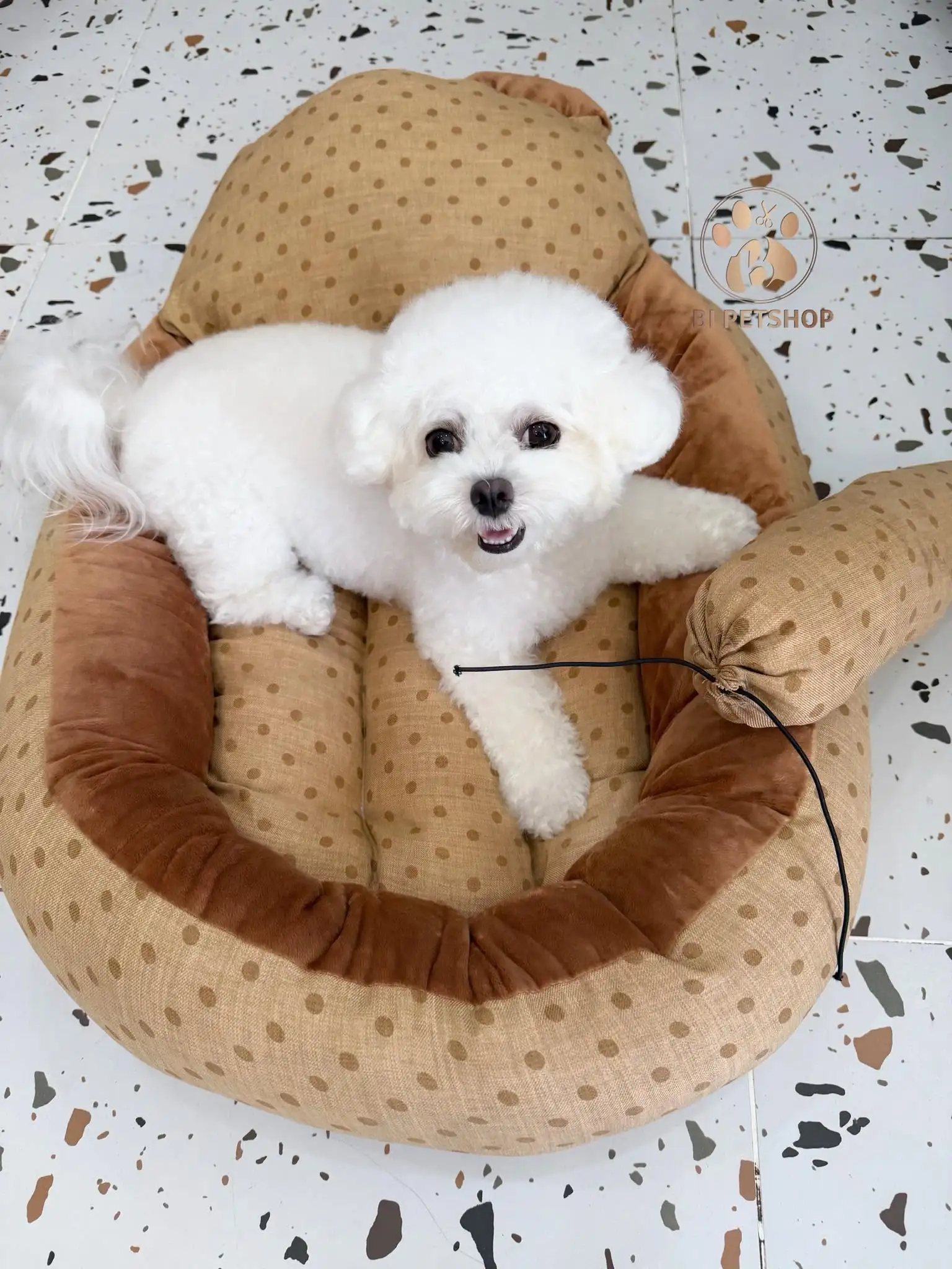 BI PET | CỬA HÀNG THÚ CƯNG - PET SPA - THÚ Y AN GIANG